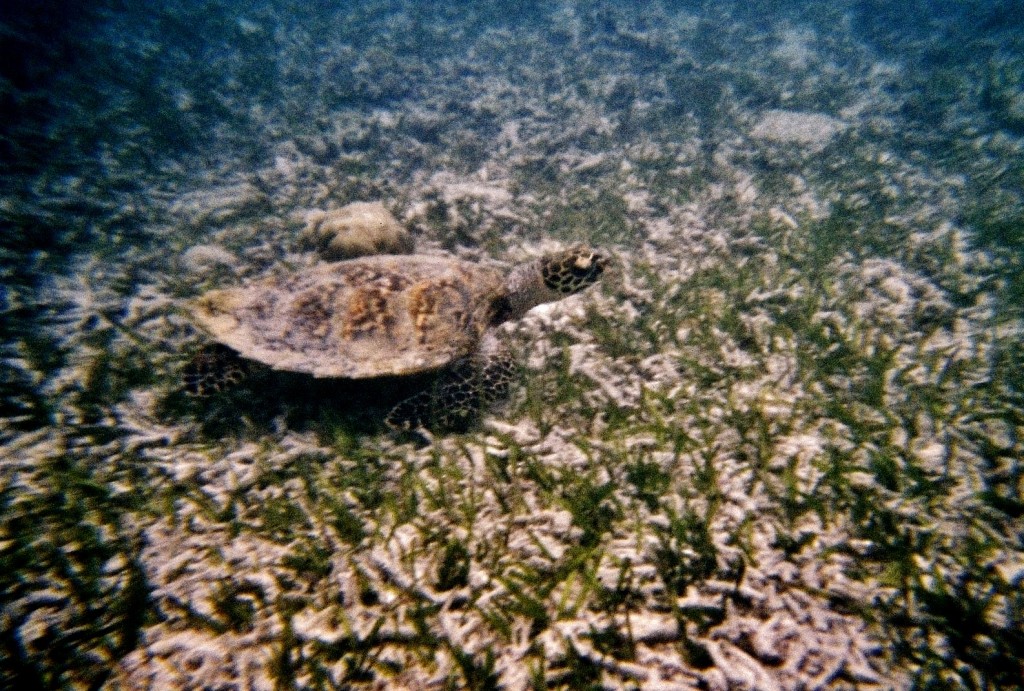 snorkeling Gili Meno Indonesie