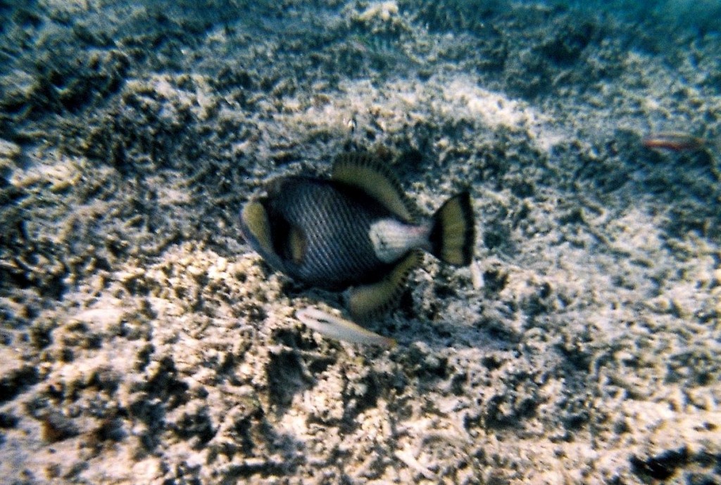 snorkeling Gili Meno Indonesie