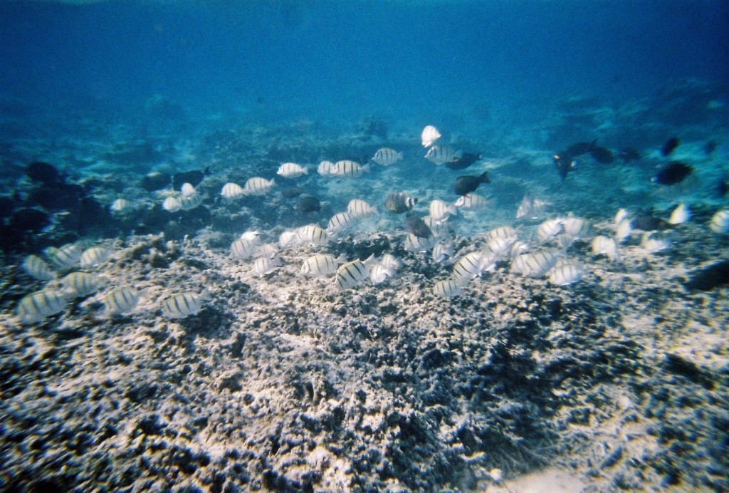 snorkeling Gili Meno Indonesie