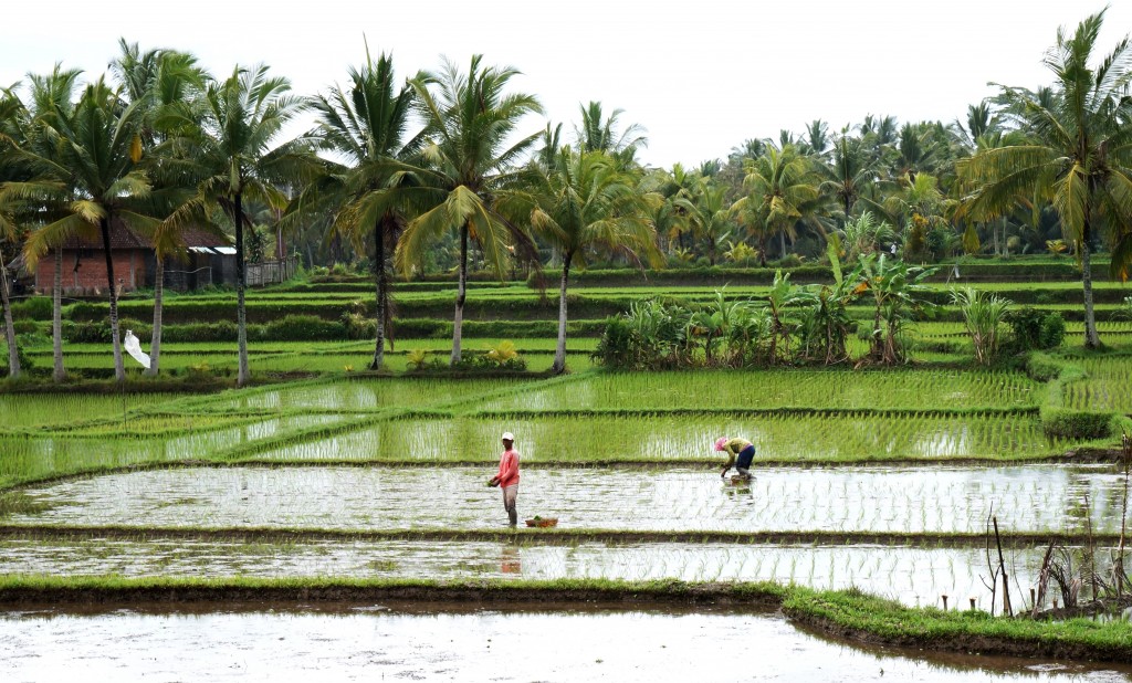 Ubud Bali indonesie