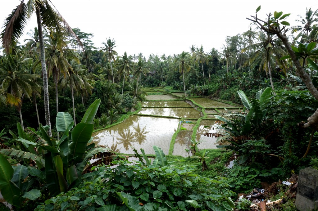 Ubud Bali indonesie