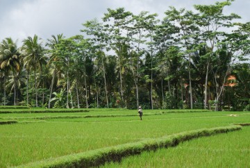 Ubud Bali indonesie