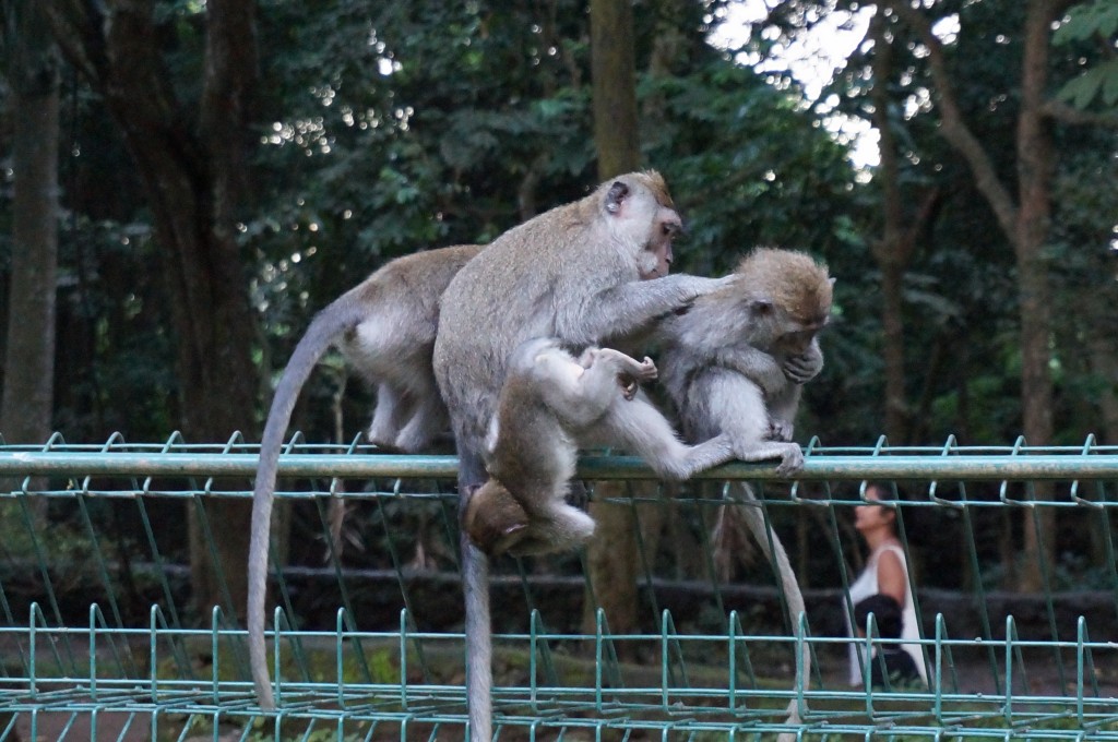 Foret sacrée des singes ubud bali