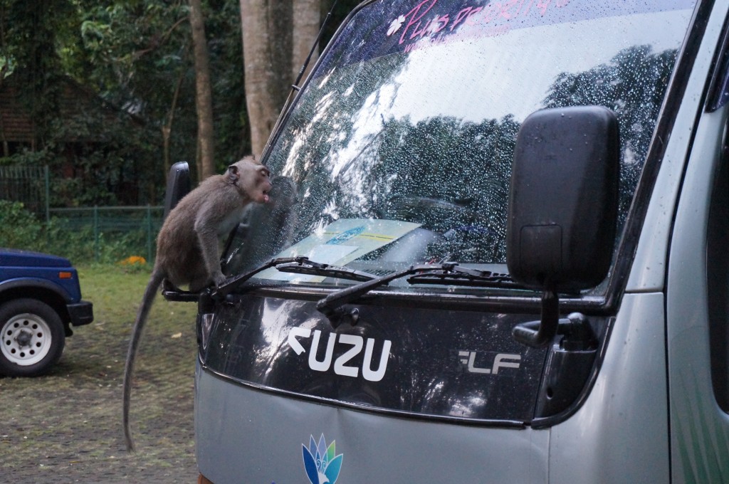 Foret sacrée des singes ubud bali