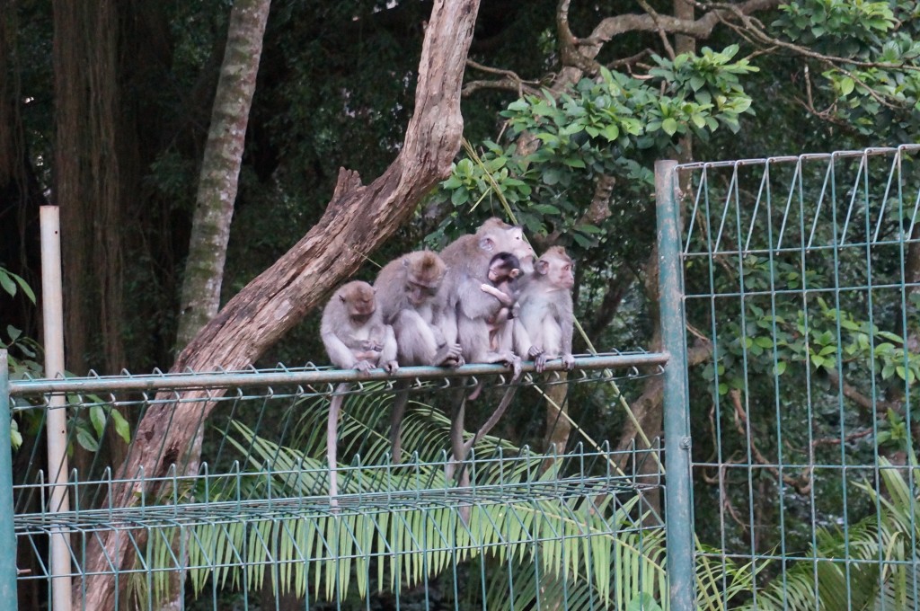 Foret sacrée des singes ubud bali