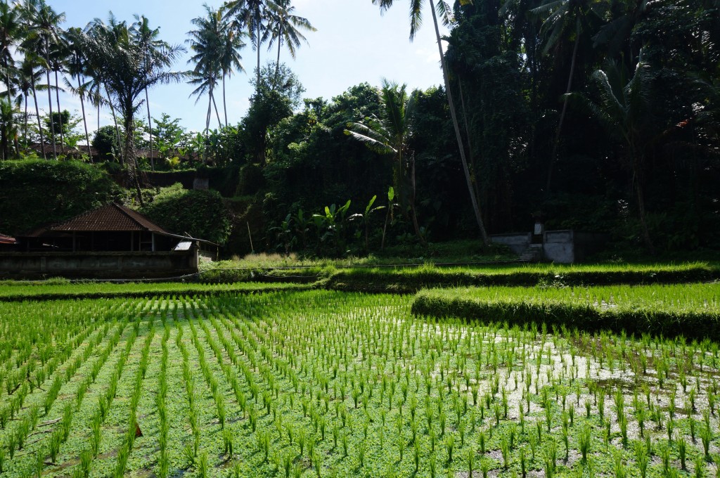 Goa Gajag (cave de l'éléphant) bali