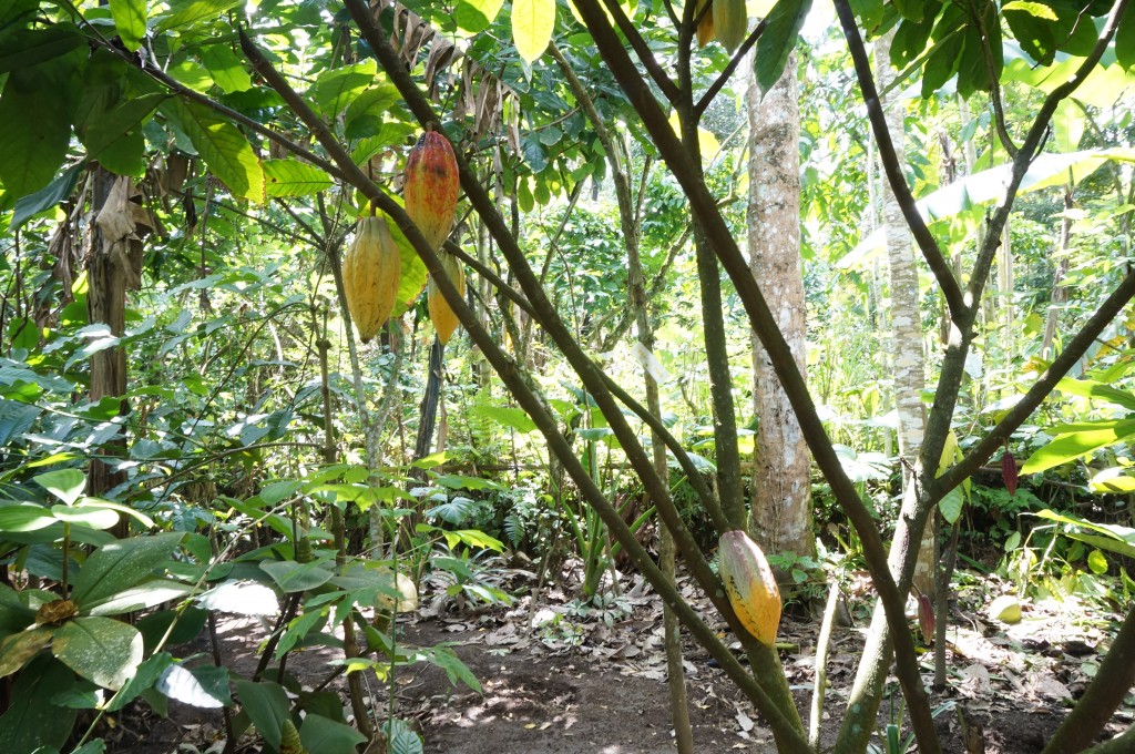 Plantation de café Bali Ubud