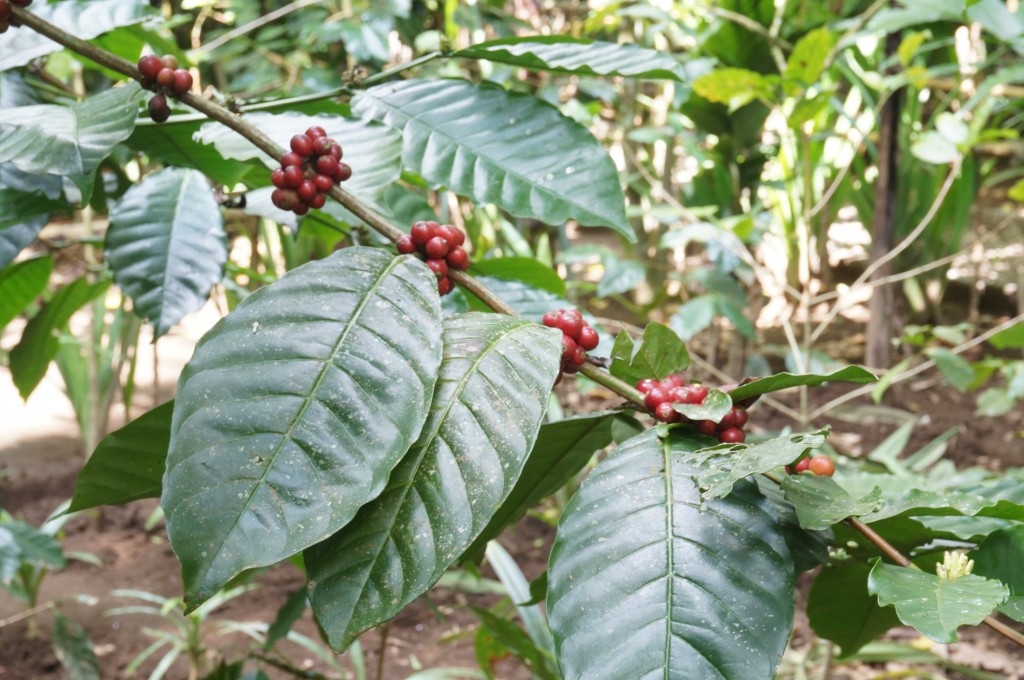 Plantation de café Bali Ubud