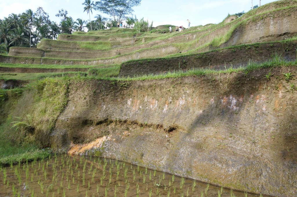 Tegallalang rizière bali