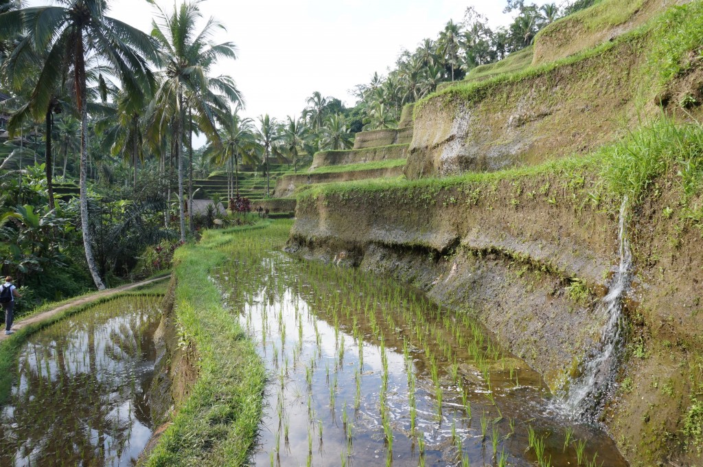 Tegallalang rizière bali