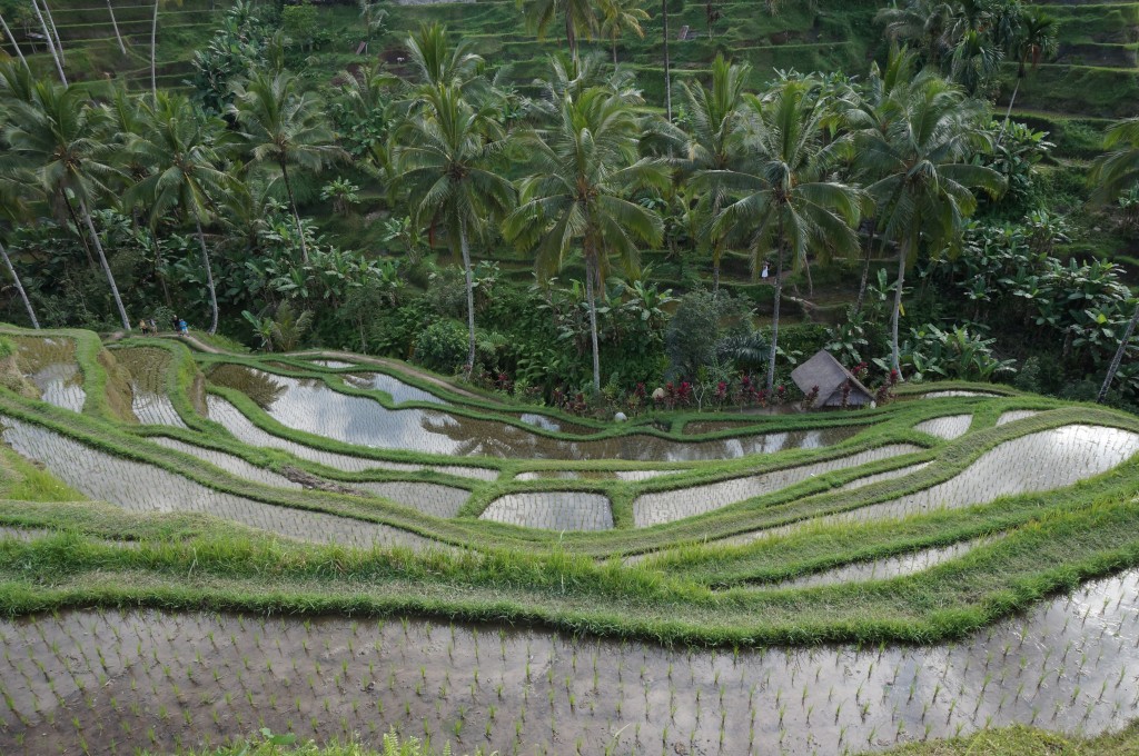 Tegallalang rizière bali