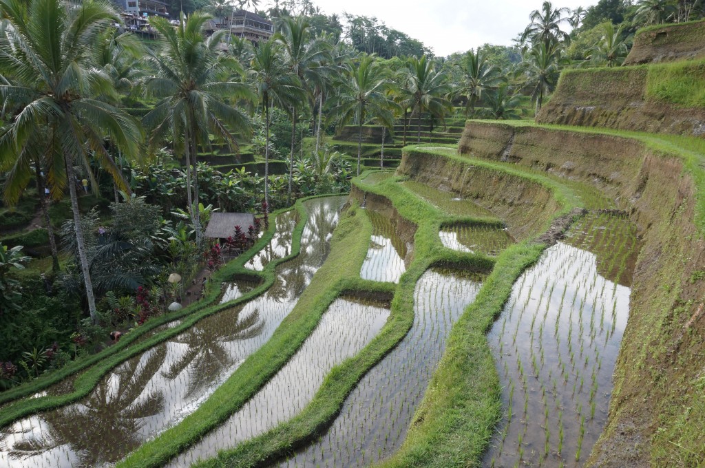 Tegallalang rizière bali