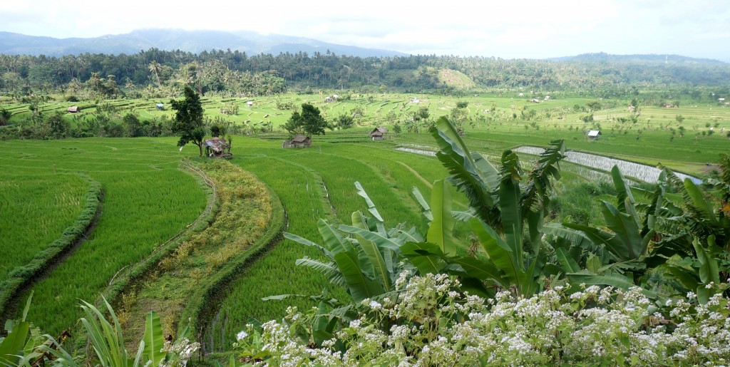 Rizières Sedimen bali 