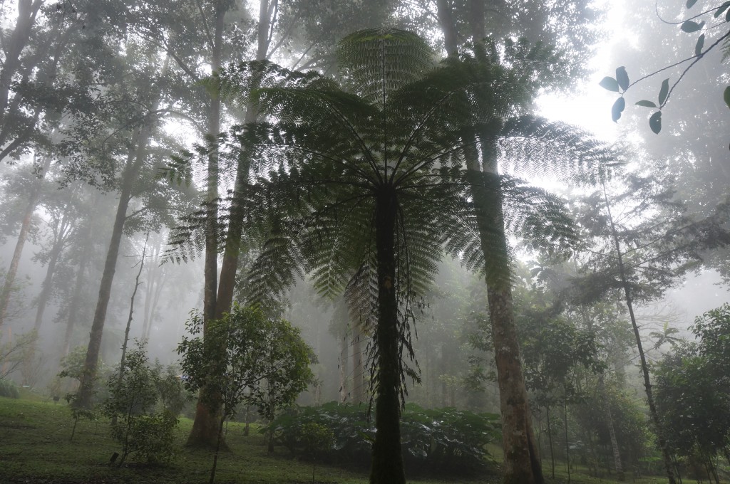 Jardin botanique Bedugul Bali