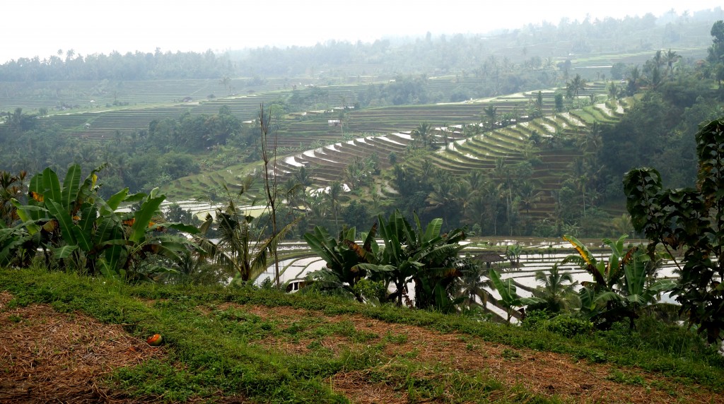 rizières de Jatiluwih Bali