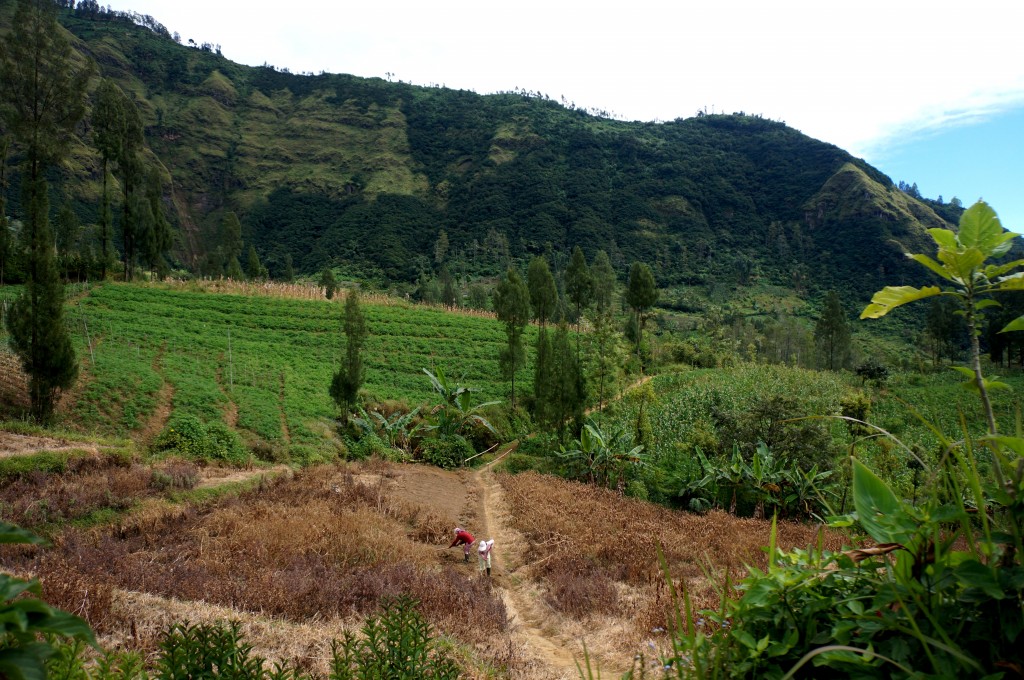 Mont Bromo Java Indonésie