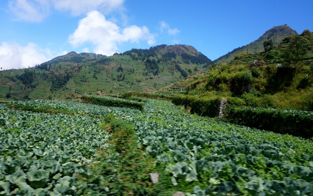 Plateau de Dieng Java