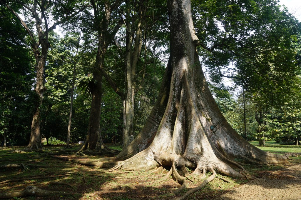 jardin botanique java bogor