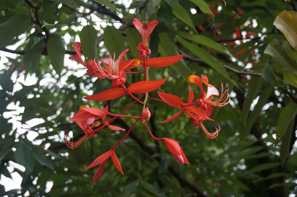 jardin botanique java bogor