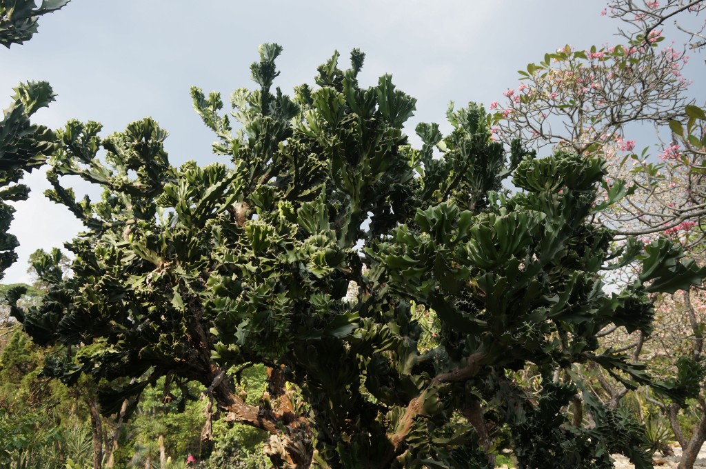 jardin botanique java bogor