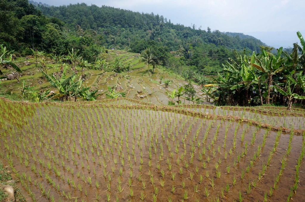 Bogor java rizière 