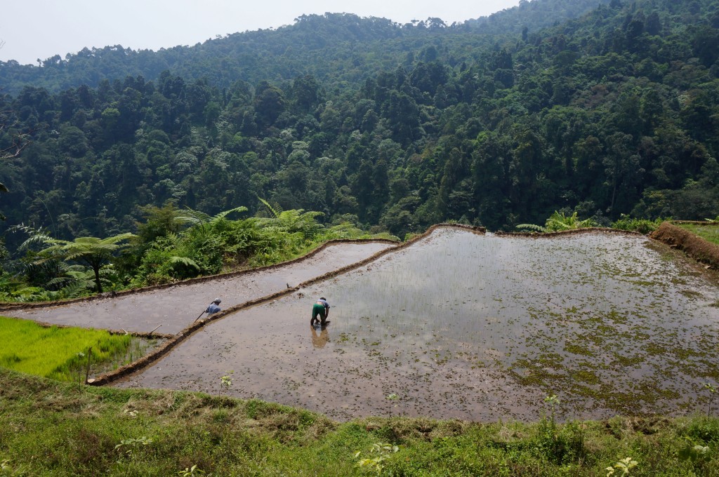 Bogor java rizière 