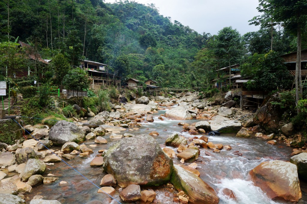 Bogor java rizière 