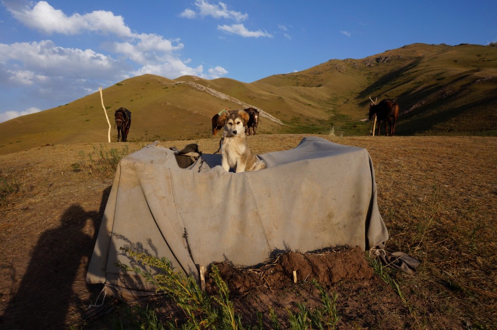 Kirghizistan cheval