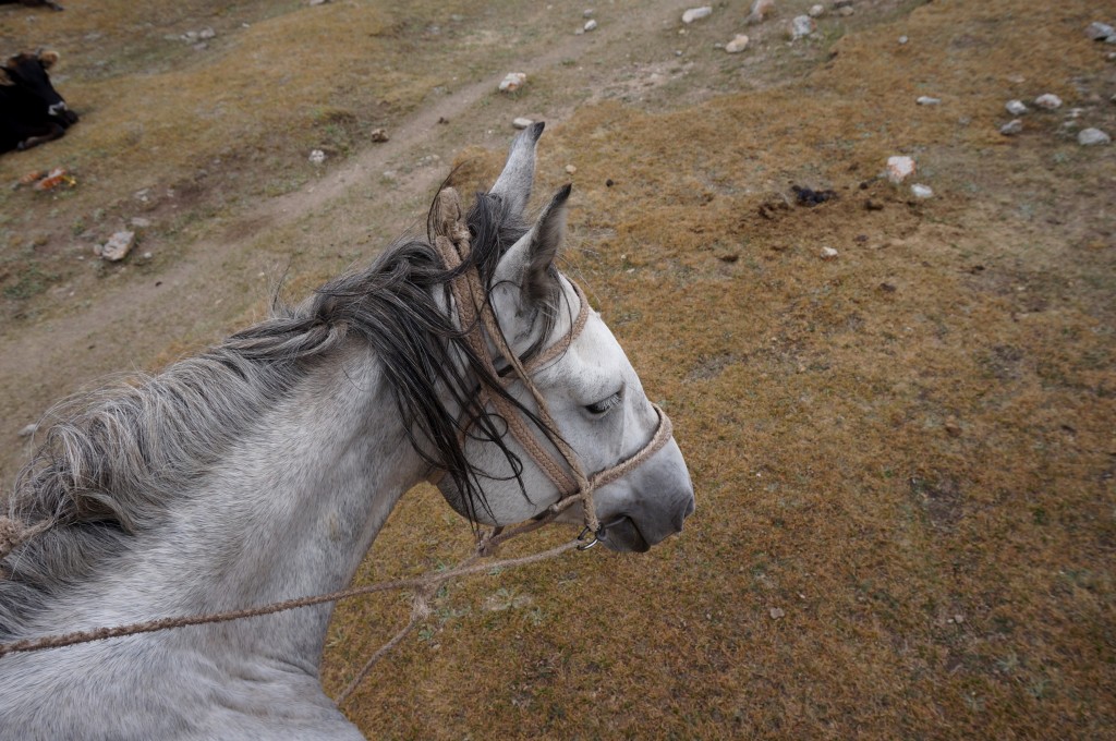 Kirghizistan cheval