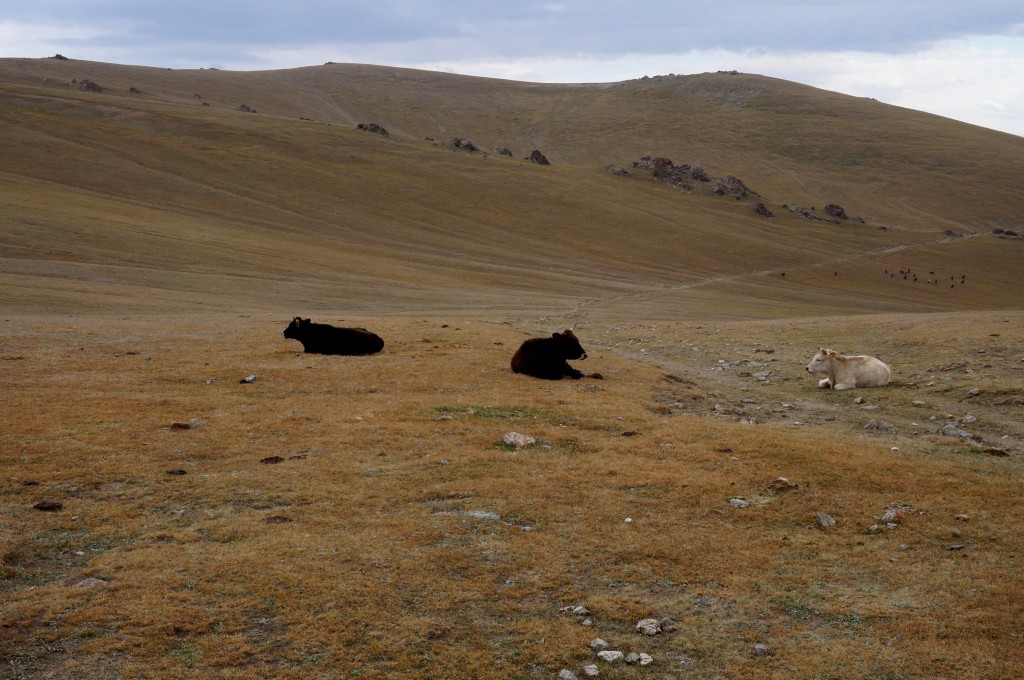Kirghizistan trek cheval
