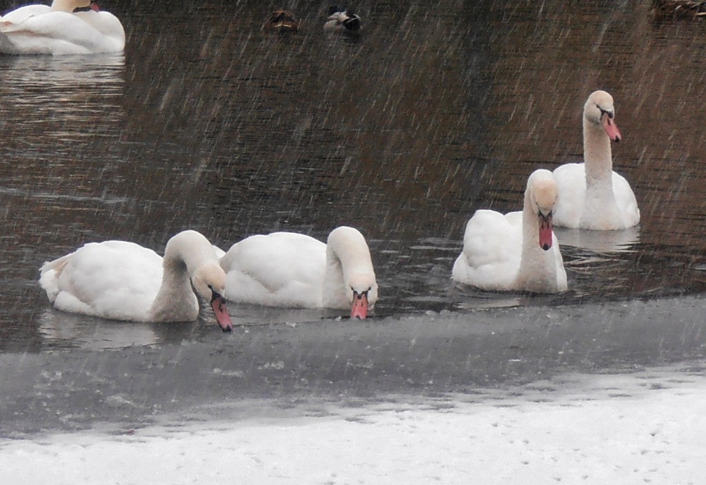 Cygnes à Bruges