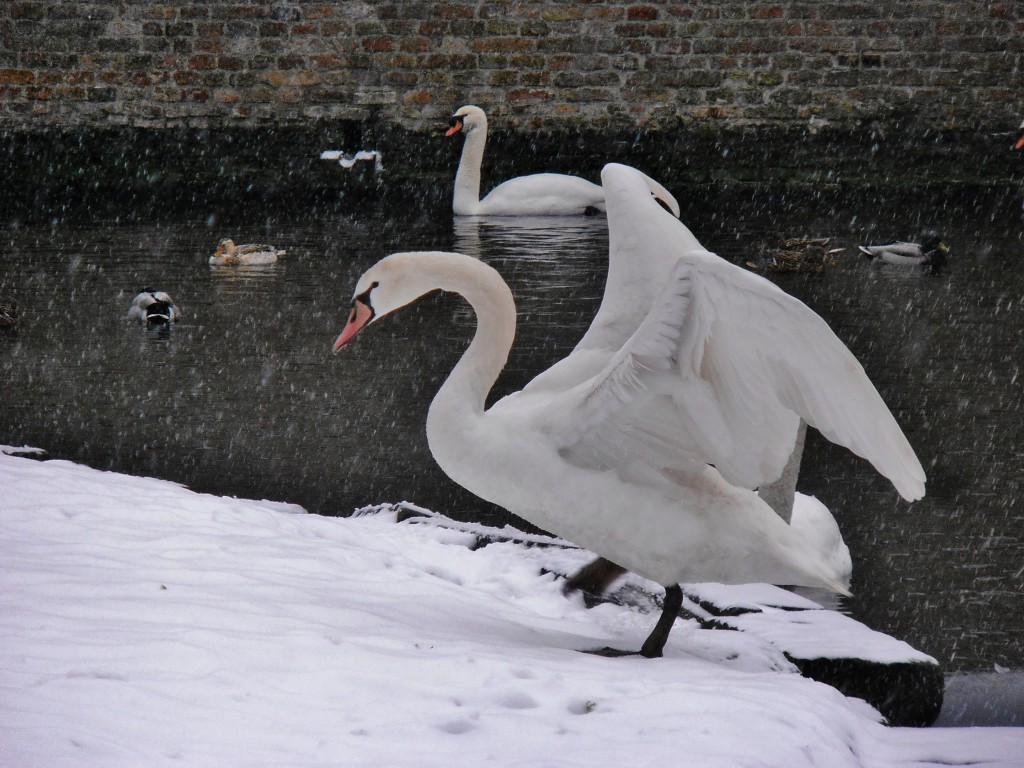 Cygnes à Bruges