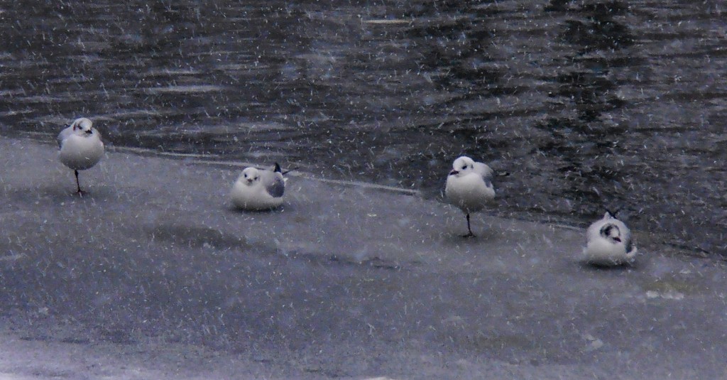 Oiseaux à Bruges