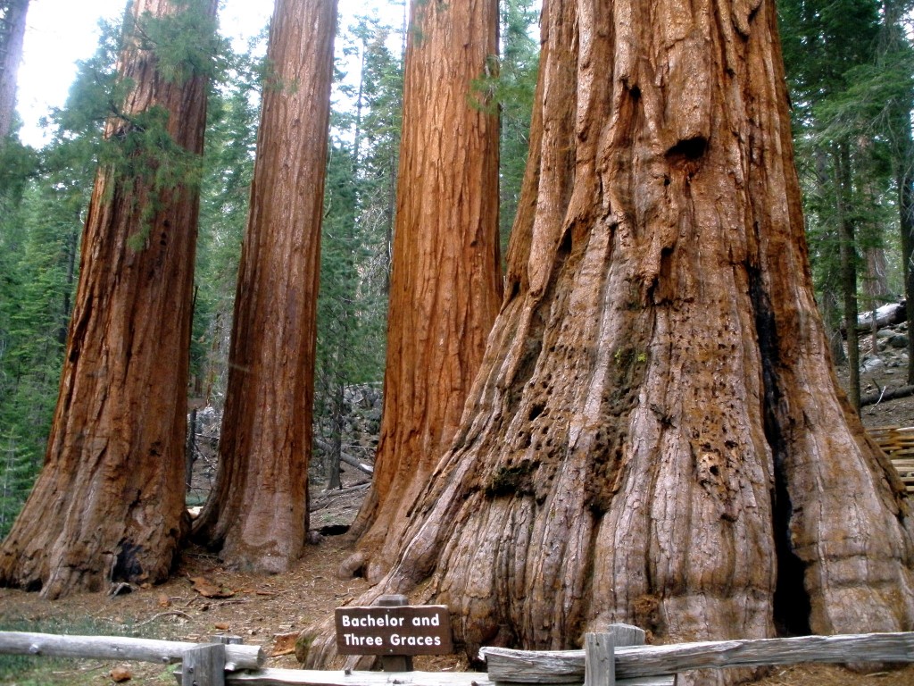 Séquoia Park