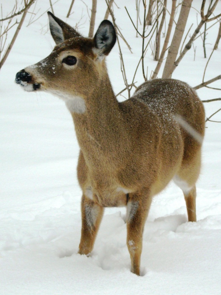 Boucherville Montréal