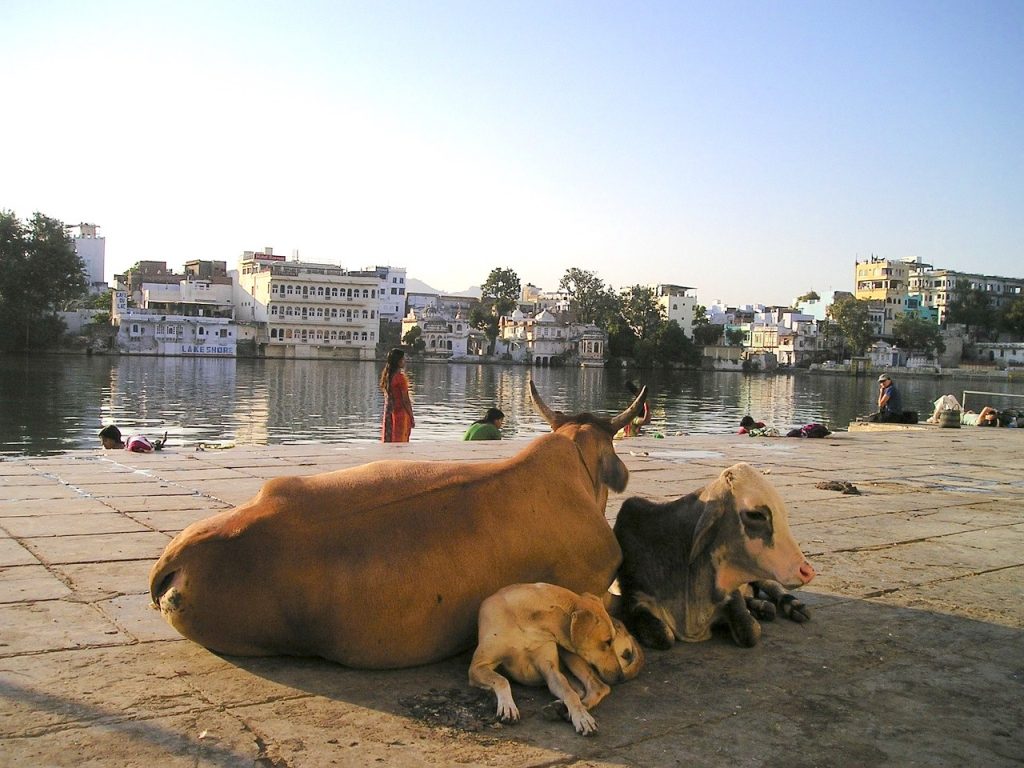 vache inde