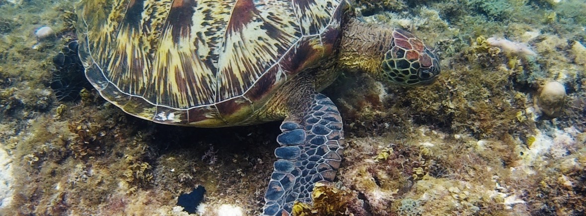 tortues apo island philippines