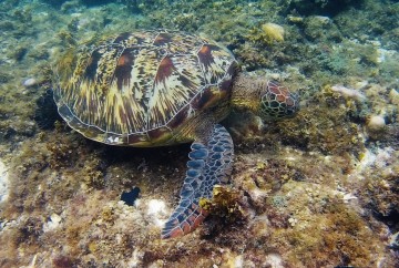 tortues apo island philippines