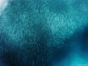 Sardine run philippines Cebu Moalboal