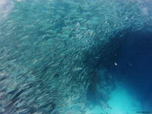 Sardine run philippines Cebu Moalboal