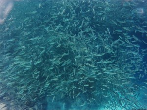 Sardine run philippines Cebu Moalboal