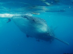 Oslob requin baleine philippines cebu