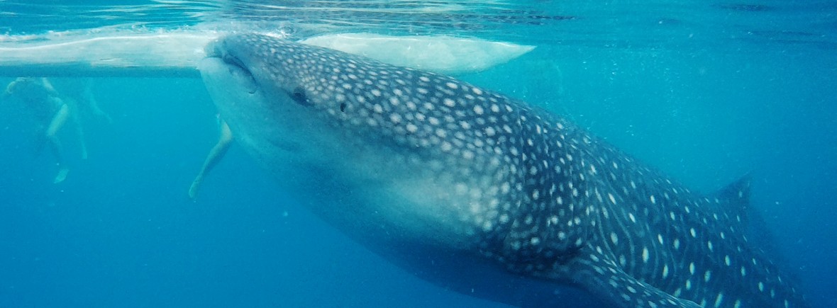 Oslob requin baleine philippines cebu