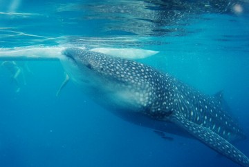 Oslob requin baleine philippines cebu