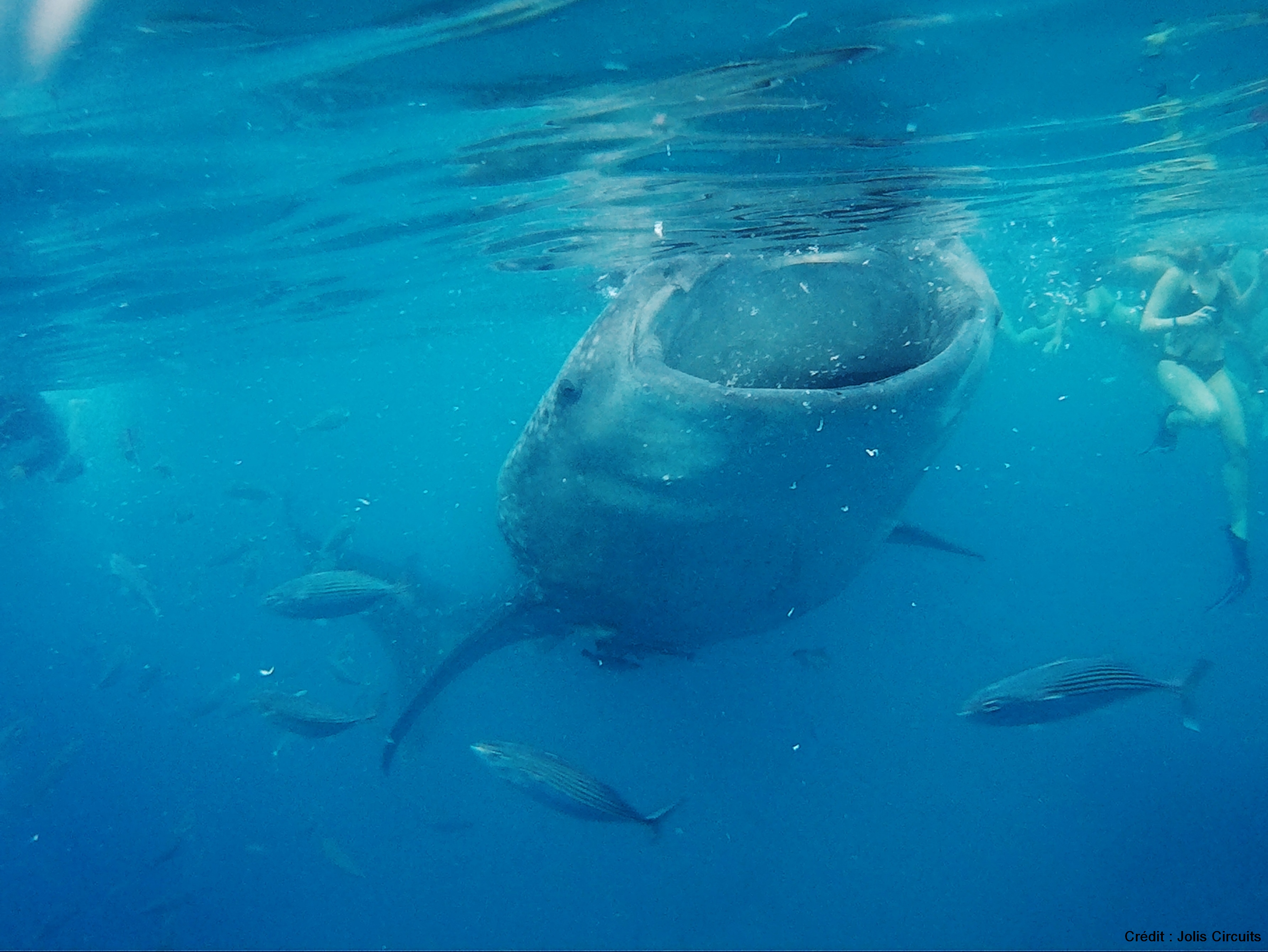 Oslob requin baleine philippines cebu