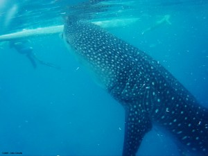 Oslob requin baleine philippines cebu