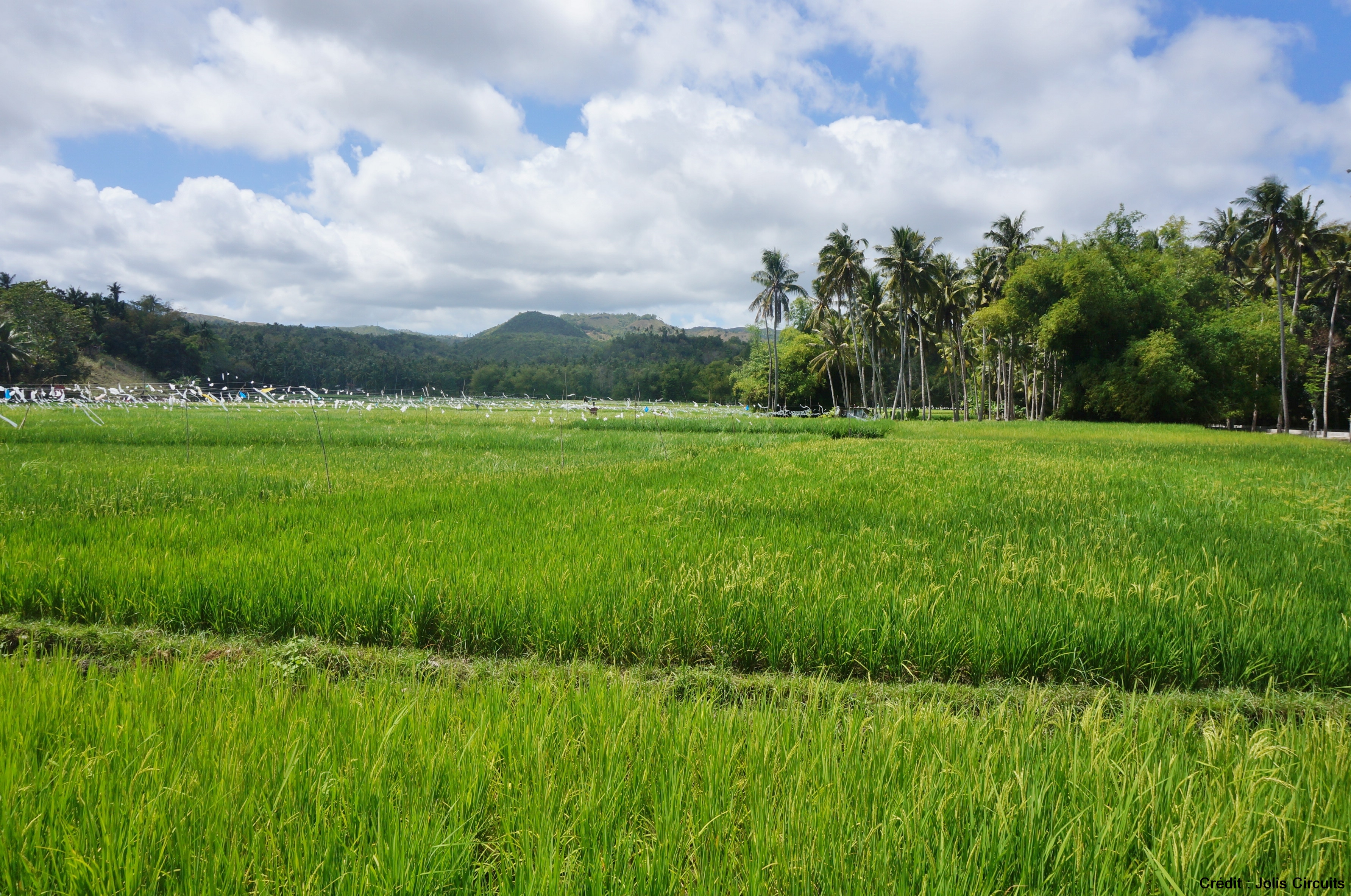 Siquijor philippines rizières