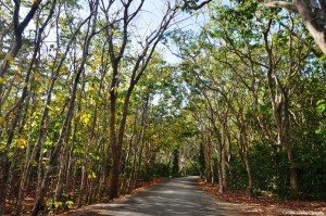 Siquijor philippines forêts