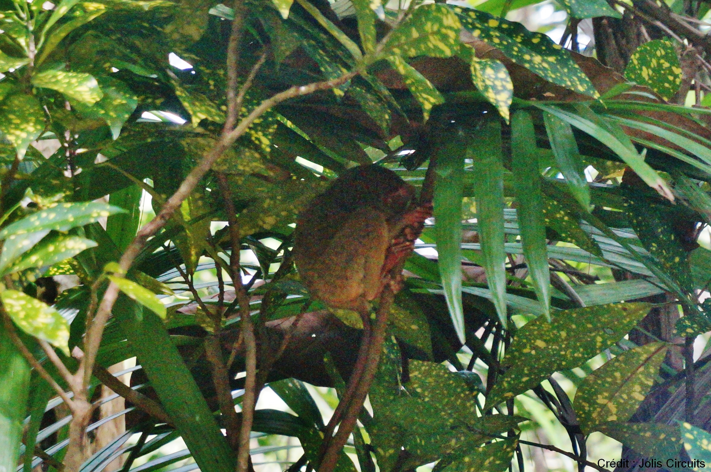 tarsiers bohol philippines