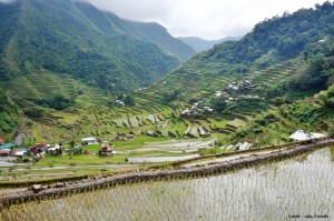 Rizières Batad Philippines